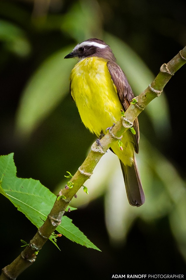 Rusty-margined Flycatcher, photographed at Jardín Botánico San Jorge, Ibagué, Tolima, Colombia
