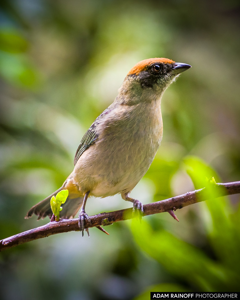 Scrub Tanager, photographed at Entreaguas Reserva Natural, Ibagué, Tolima, Colombia