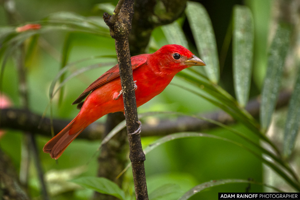 Summer Tanager, photographed at Entreaguas Reserva Natural, Ibagué, Tolima, Colombia