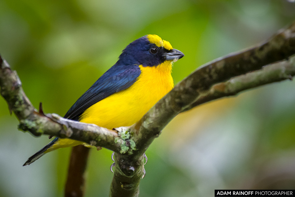 Thick-billed Euphonia, photographed at Entreaguas Reserva Natural, Ibagué, Tolima, Colombia