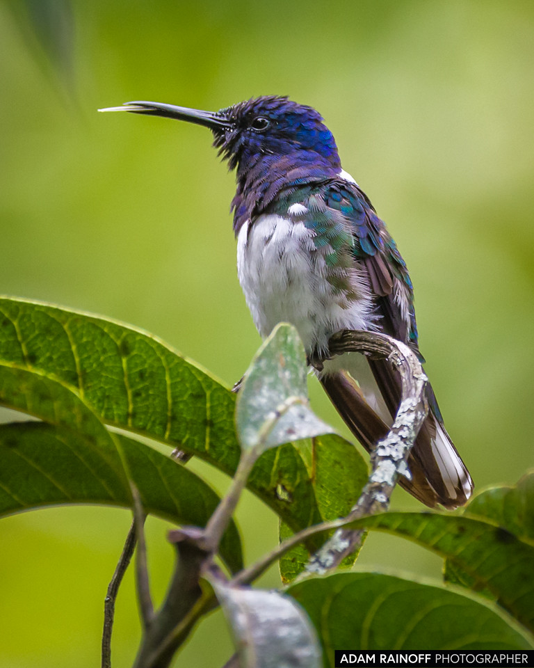 White-necked Jacobin, photographed at Entreaguas Reserva Natural, Ibagué, Tolima, Colombia