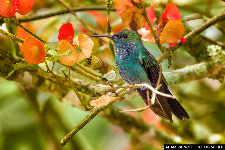 White-vented Plumeleteer, photographed at Entreaguas Reserva Natural, Ibagué, Tolima, Colombia