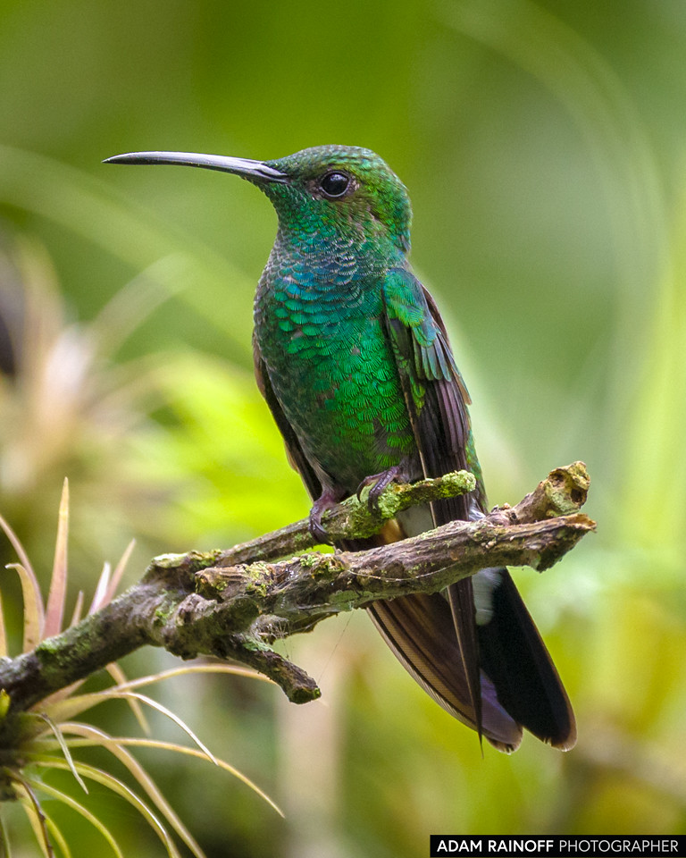 White-vented Plumeleteer, photographed at Entreaguas Reserva Natural, Ibagué, Tolima, Colombia