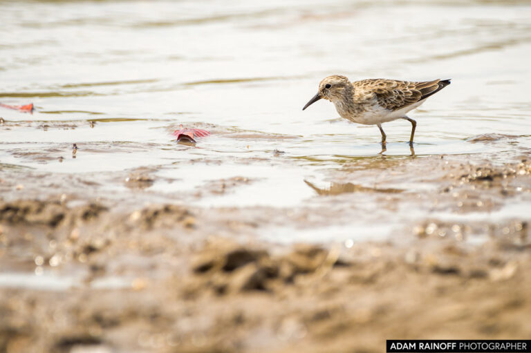 Least Sandpiper (Calidris minutilla)