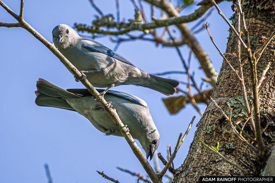 Blue-gray Tanager, photographed at Reserva Natural La Palmita, Trinidad, Casanare, Colombia