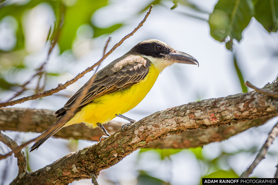 Boat-billed Flycatcher, photographed at Reserva Natural La Palmita, Trinidad, Casanare, Colombia