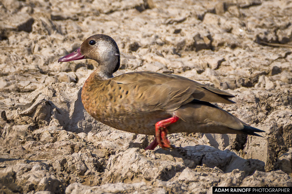 Brazilian Teal, photographed at Reserva Natural La Palmita, Trinidad, Casanare, Colombia