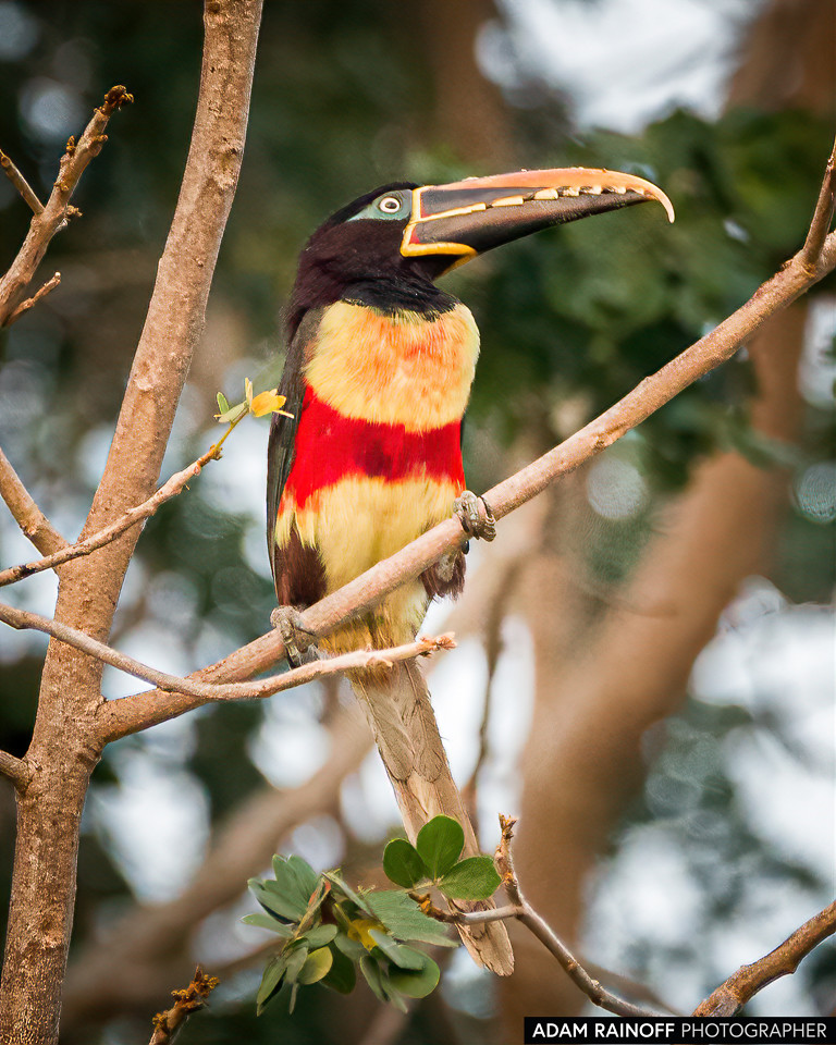 Chestnut-eared Aracari, photographed at Reserva Natural Hato Berlín, Trinidad, Casanare, Colombia