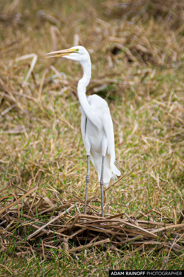 Great Egret, photographed at Reserva Natural La Palmita, Trinidad, Casanare, Colombia