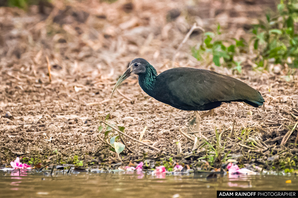 Green Ibis, photographed at Reserva Natural Hato Berlín, Trinidad, Casanare, Colombia