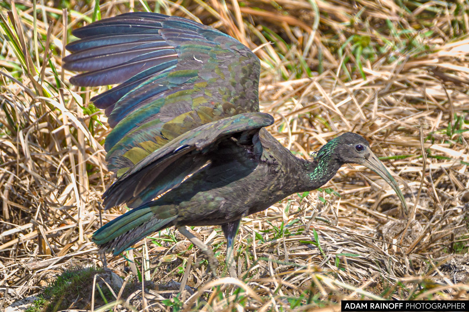 Green Ibis, photographed at Reserva Natural La Palmita, Trinidad, Casanare, Colombia