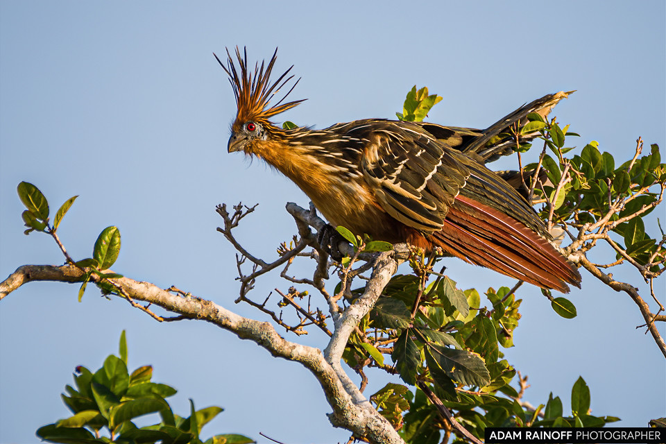 Hoatzin, photographed at Reserva Natural Hato Berlín, Trinidad, Casanare, Colombia