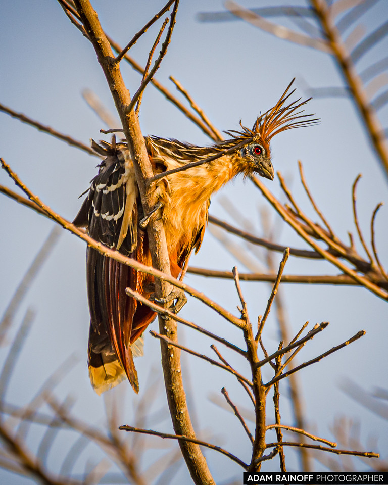 Hoatzin, photographed at Reserva Natural Hato Berlín, Trinidad, Casanare, Colombia