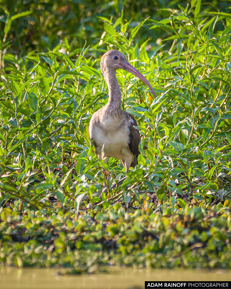 Juvenile White Ibis, photographed at Reserva Natural Hato Berlín, Trinidad, Casanare, Colombia