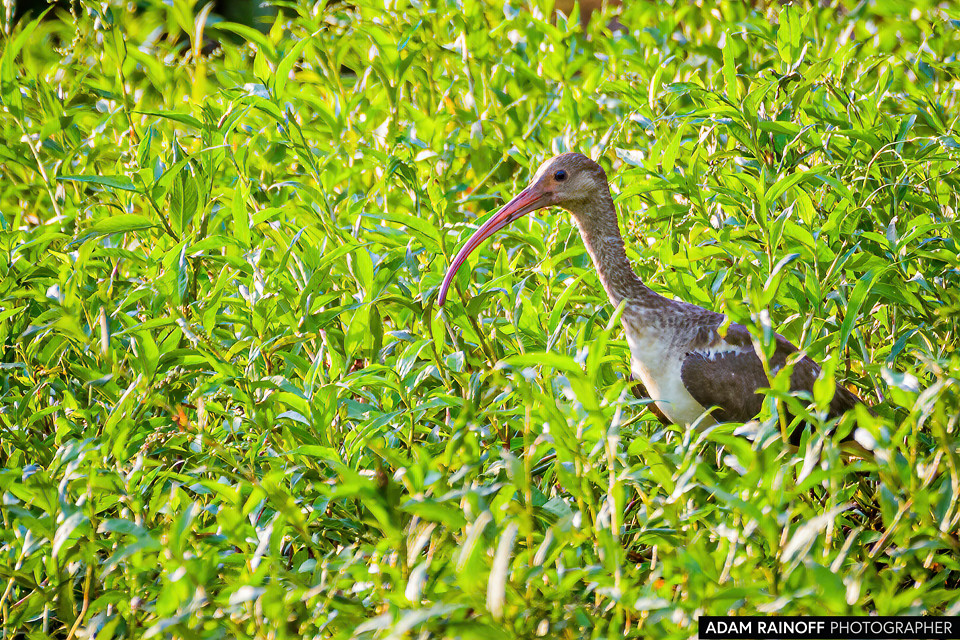 Juvenile White Ibis, photographed at Reserva Natural Hato Berlín, Trinidad, Casanare, Colombia