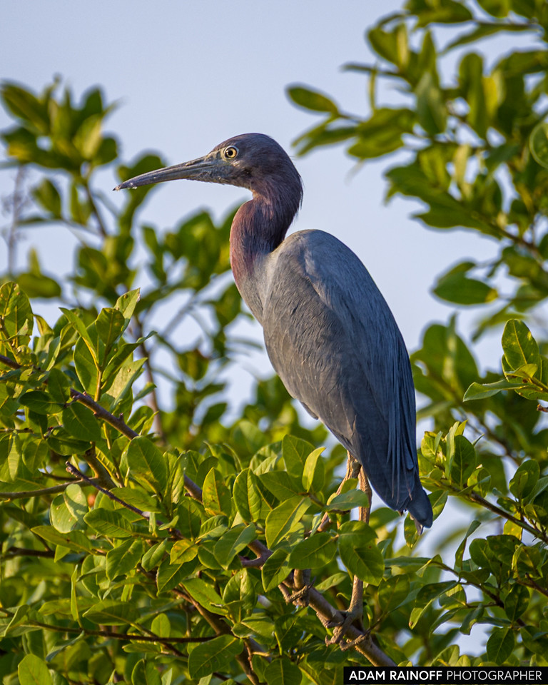 Little Blue Heron, photographed at Reserva Natural Hato Berlín, Trinidad, Casanare, Colombia