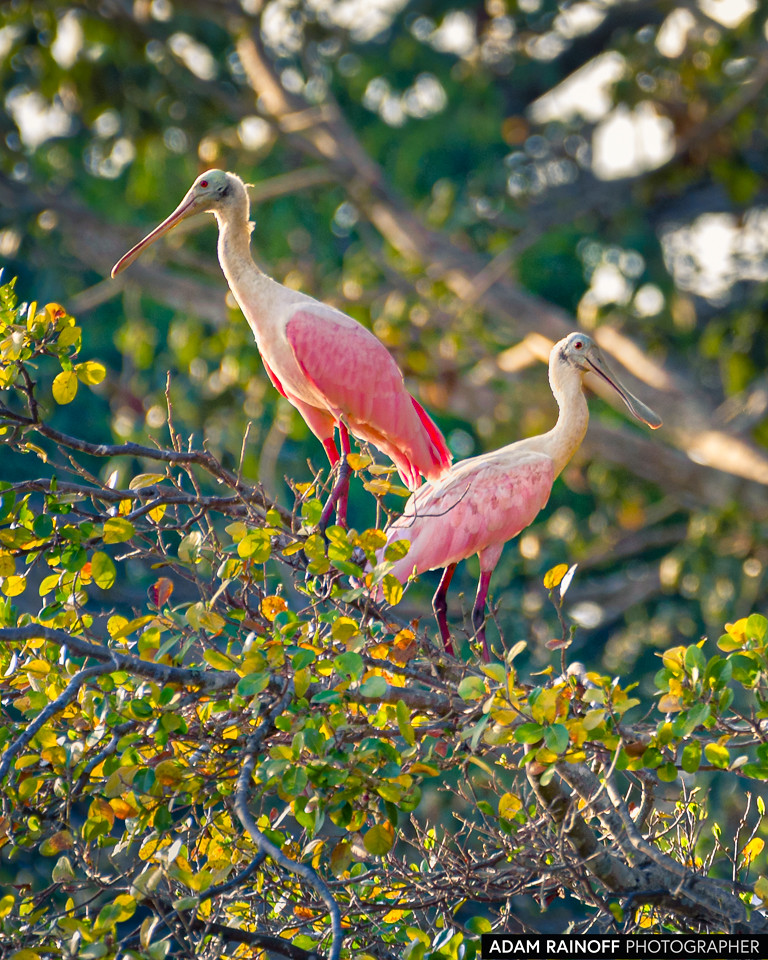 Roseate Spoonbill, photographed at Reserva Natural Hato Berlín, Trinidad, Casanare, Colombia