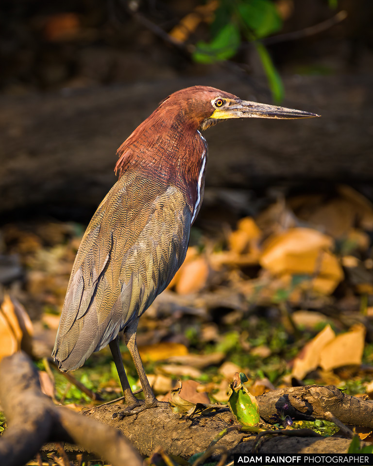 Rufescent Tiger-Heron, photographed at Reserva Natural Hato Berlín, Trinidad, Casanare, Colombia
