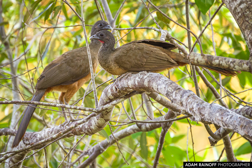 Rufous-vented Chachalaca, photographed at Reserva Natural La Palmita, Trinidad, Casanare, Colombia