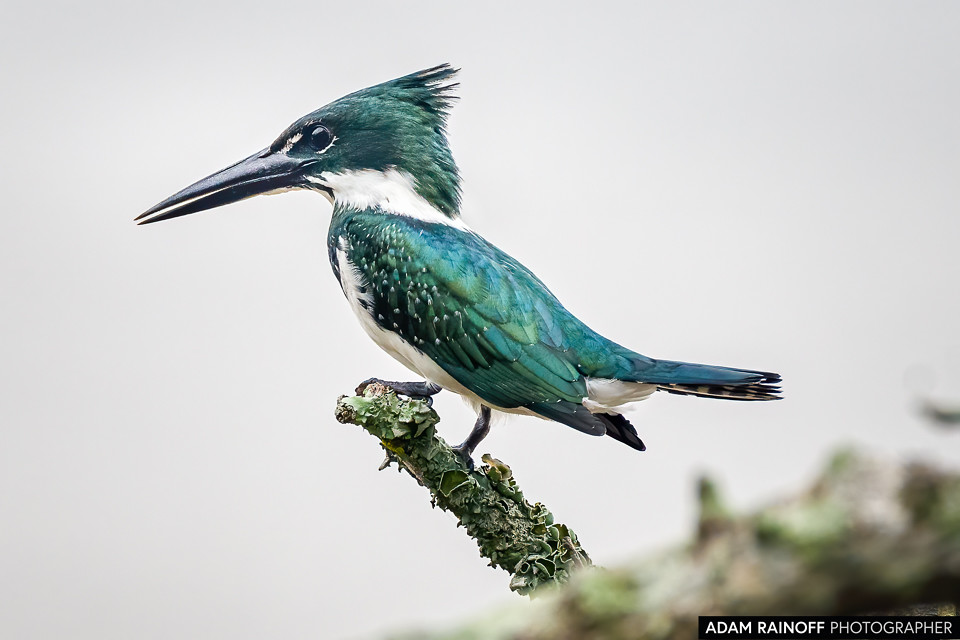 Amazon Kingfisher, photographed at Ecohotel La Fortuna, Yopal, Casanare, Colombia