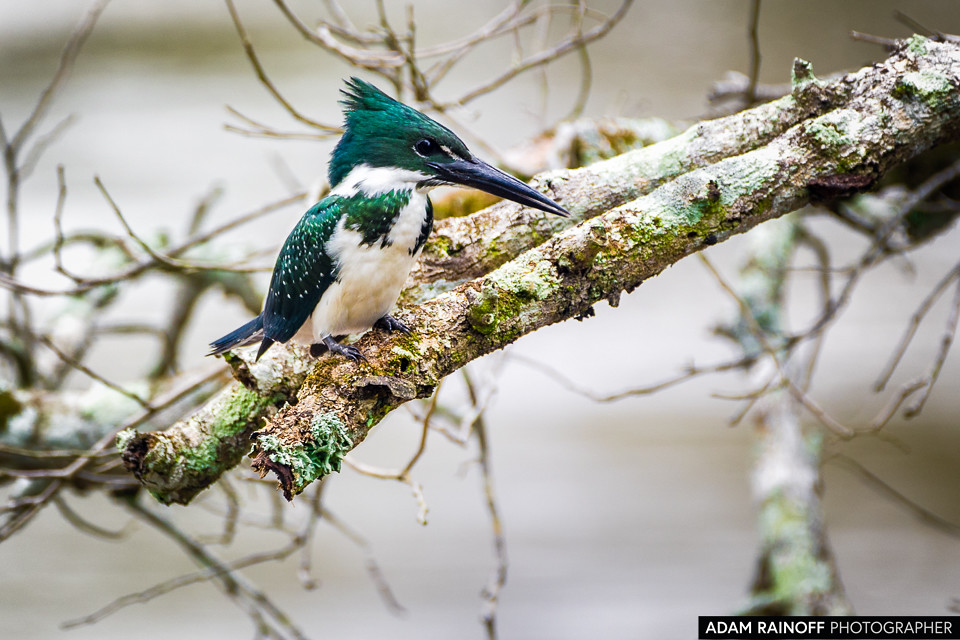 Amazon Kingfisher, photographed at Ecohotel La Fortuna, Yopal, Casanare, Colombia