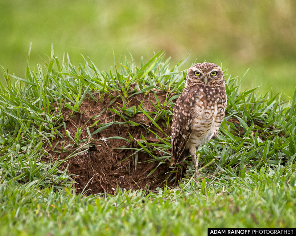 Burrowing Owl, photographed at Hato Barley, Tauramena, Casanare, Colombia