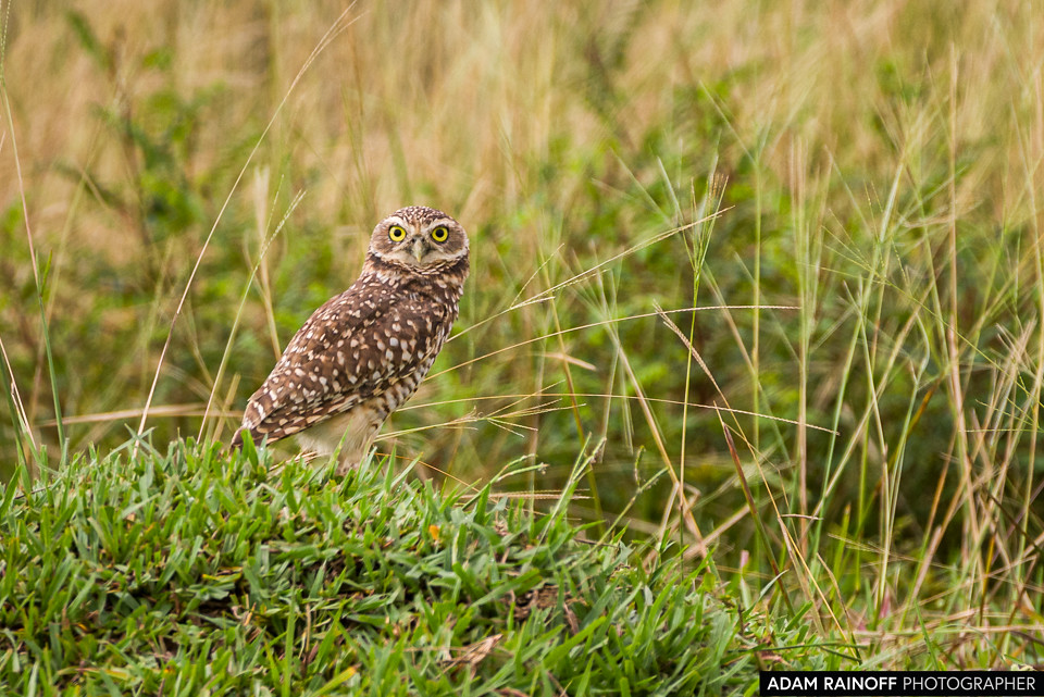 Burrowing Owl, photographed at Hato Barley, Tauramena, Casanare, Colombia