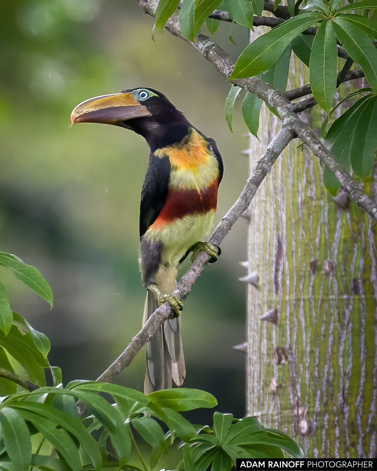 Chestnut-eared Aracari, photographed at Ecohotel La Fortuna, Yopal, Casanare, Colombia
