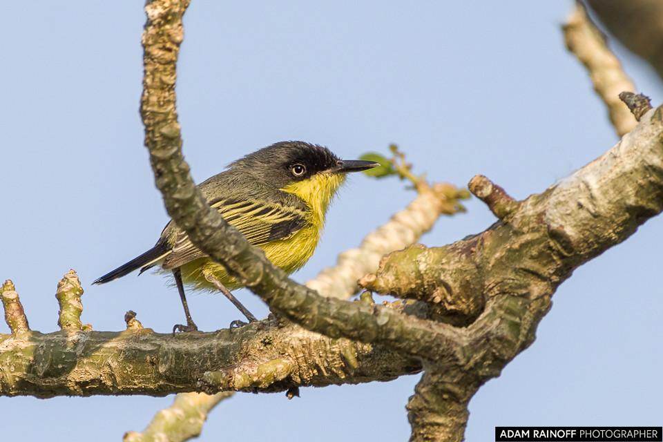 Common Tody-Flycatcher, photographed at Reserva Natural La Palmita, Trinidad, Casanare, Colombia