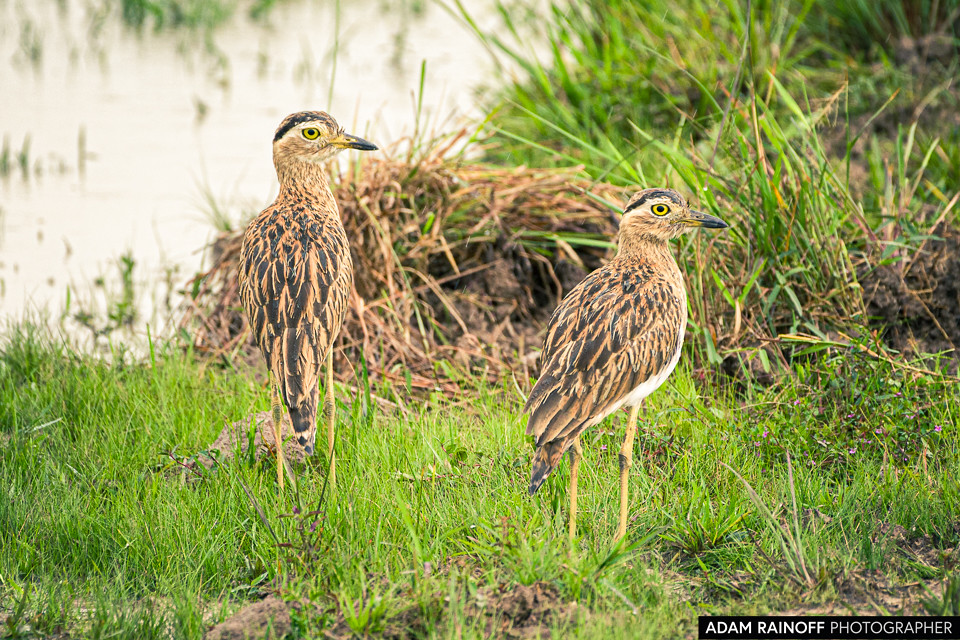 Double-striped Thick-knee, photographed at Hato Barley, Tauramena, Casanare, Colombia