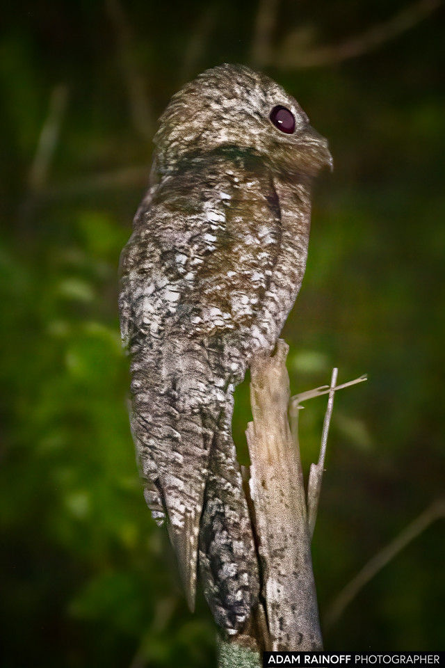 Great Potoo, photographed at Ecohotel La Fortuna, Yopal, Casanare, Colombia