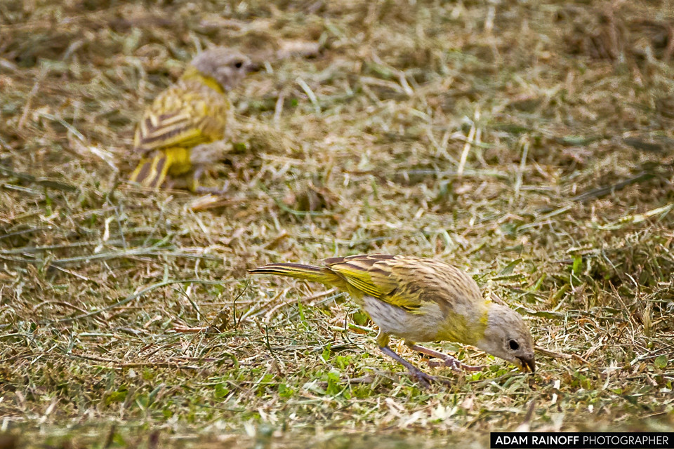 Juvenile Saffron Finch, photographed at Reserva Natural Agua Fría, Ibagué, Tolima, Colombia