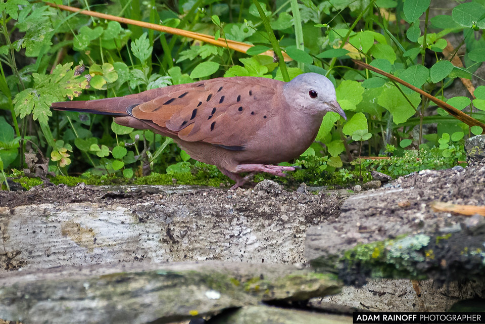 Ruddy Ground Dove, photographed at Ibagué, Tolima, Colombia