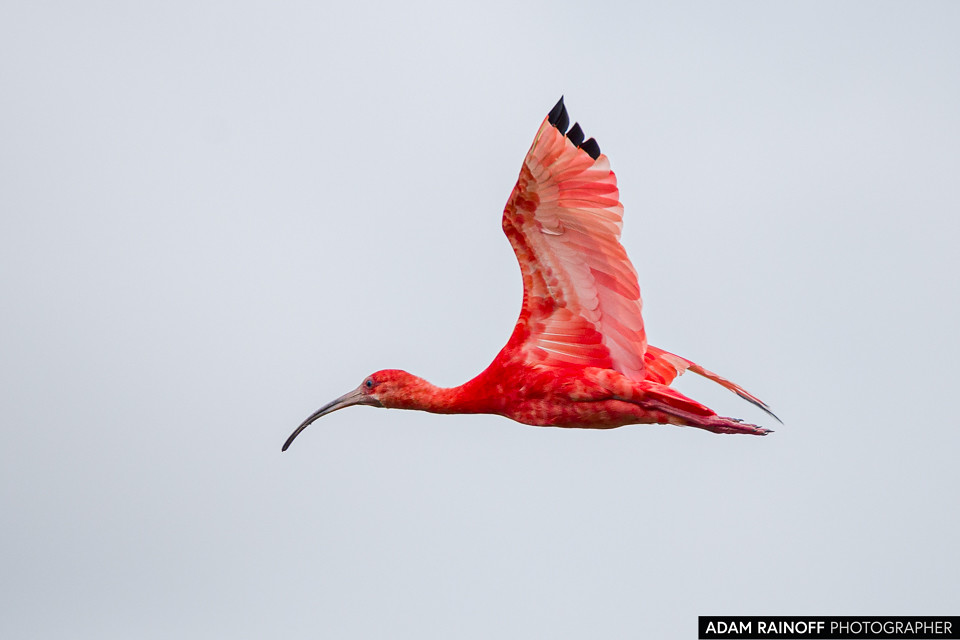 Scarlet Ibis, photographed at Hato Barley, Tauramena, Casanare, Colombia