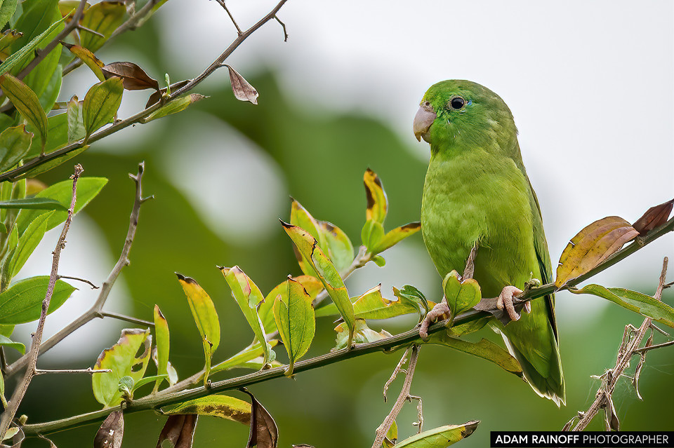 Spectacled Parrotlet, photographed at Ibagué, Tolima, Colombia