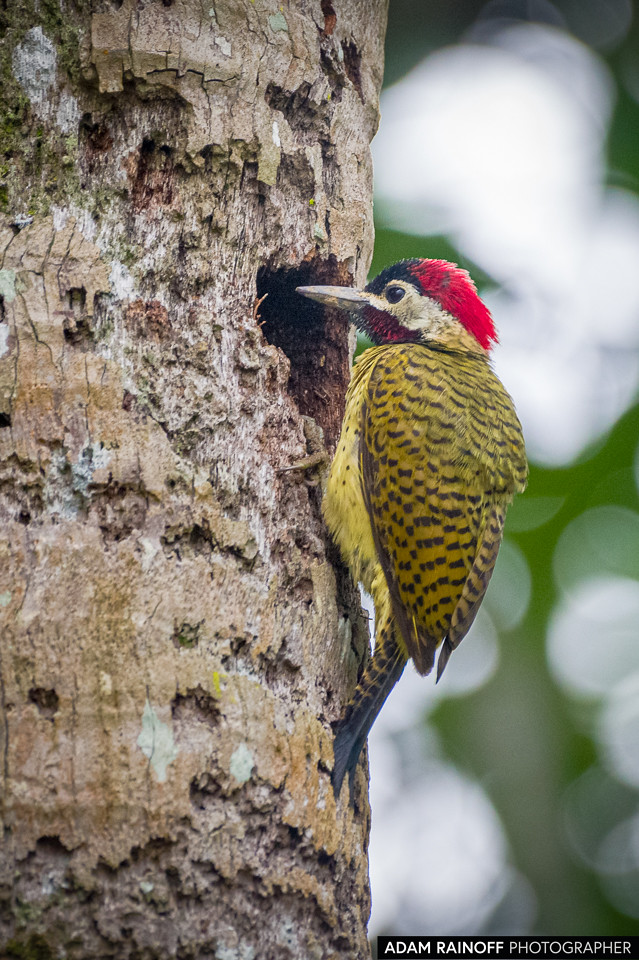 Spot-breasted Woodpecker, photographed at Ecohotel La Fortuna, Yopal, Casanare, Colombia