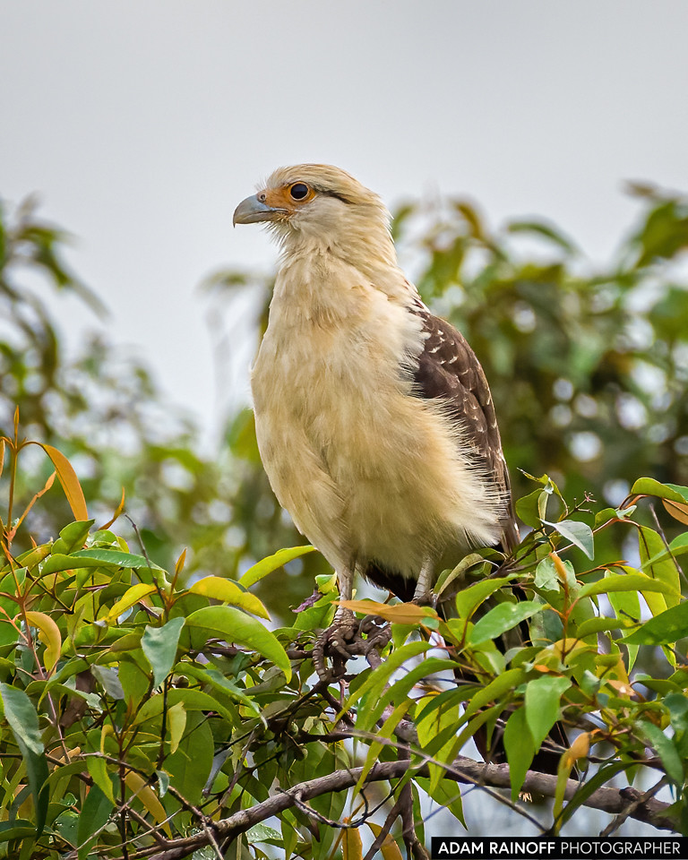 Yellow-headed Caracara, photographed at Hato Barley, Tauramena, Casanare, Colombia