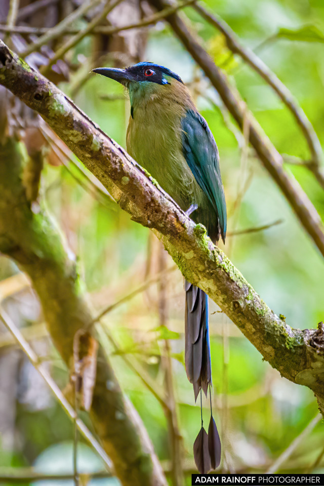 Andean Motmot, photographed at Líbano, Tolima, Colombia
