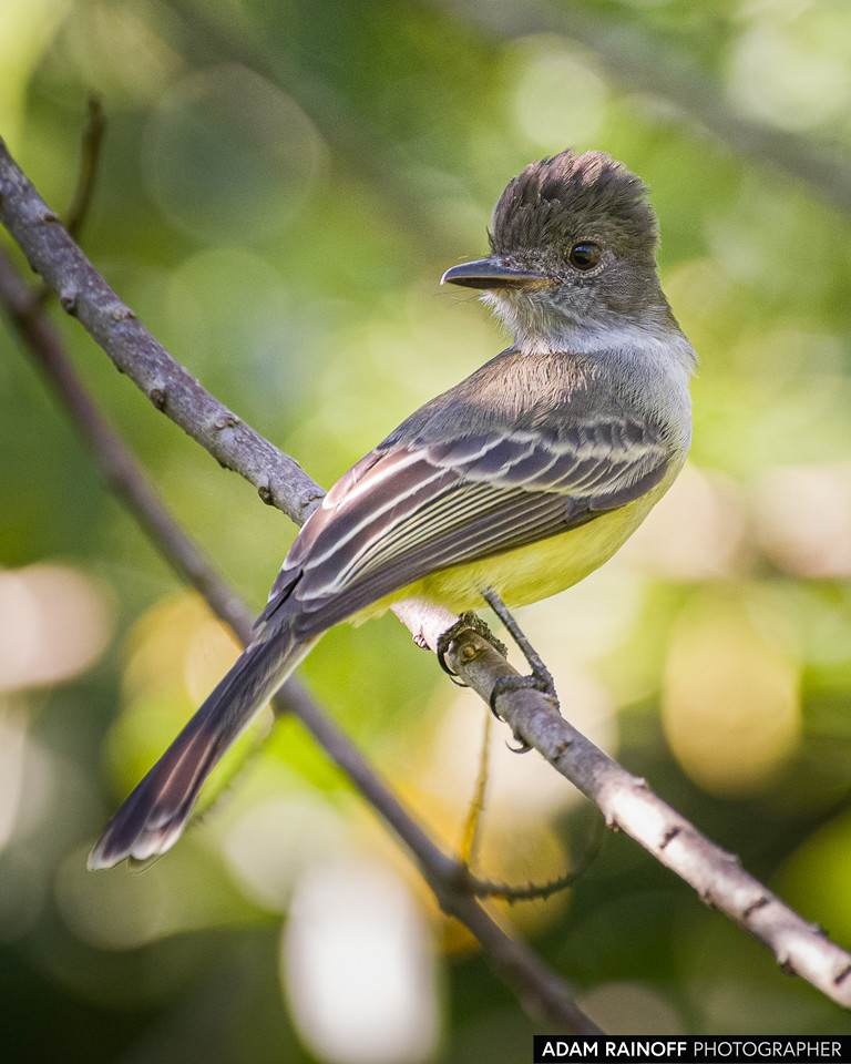 Apical Flycatcher, photographed at Hotel Waka Rural, Honda, Tolima, Colombia