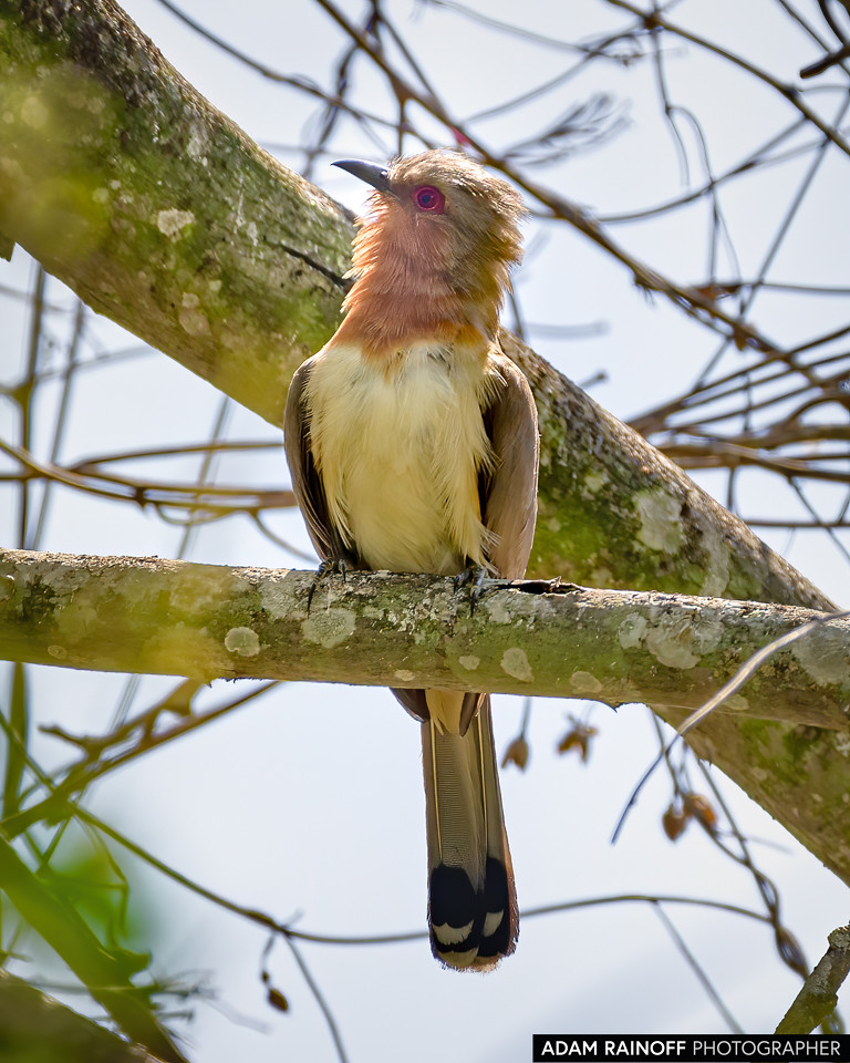 Dwarf Cuckoo, photographed at Hacienda El Escobal, Ibagué, Tolima, Colombia
