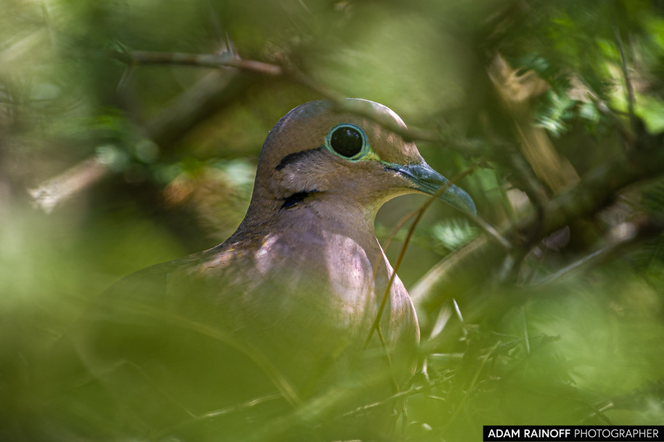 Eared Dove, photographed at Hacienda El Escobal, Ibagué, Tolima, Colombia