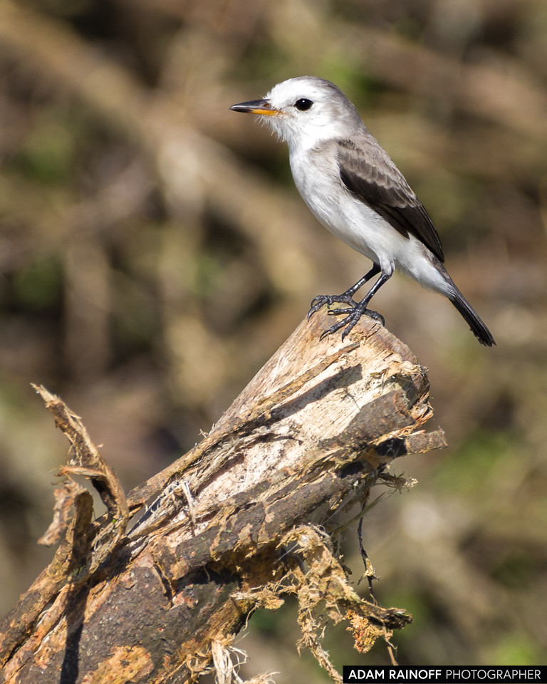 Female White-headed Marsh Tyrant, photographed at Hacienda El Escobal, Ibagué, Tolima, Colombia