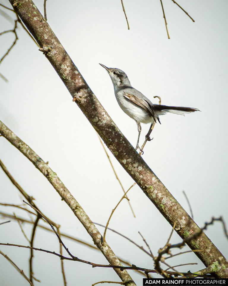 Juvenile Tropical Gnatcatcher, photographed at Hacienda El Escobal, Ibagué, Tolima, Colombia