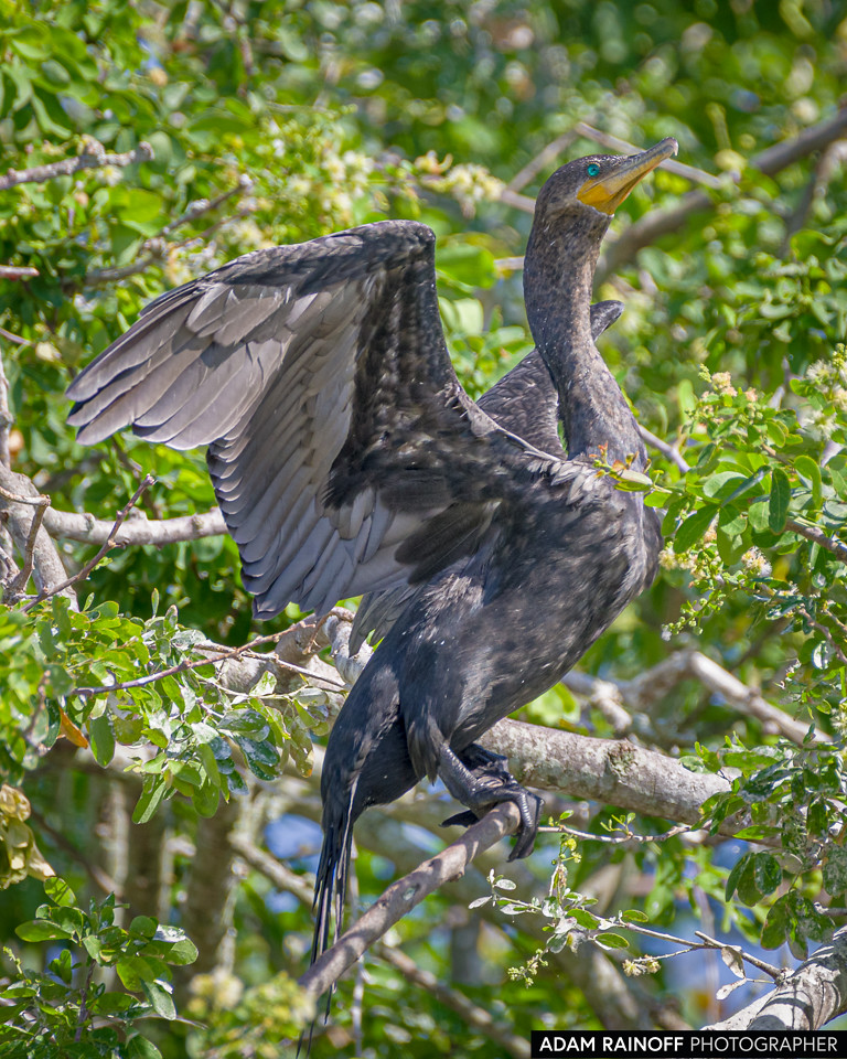 Neotropic Cormorant, photographed at Hacienda El Escobal, Ibagué, Tolima, Colombia