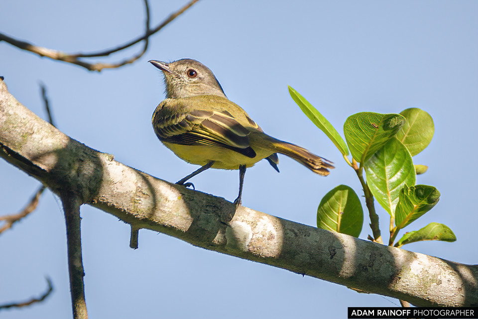 Forest Elaenia, photographed at Hotel Waka Rural, Honda, Tolima, Colombia