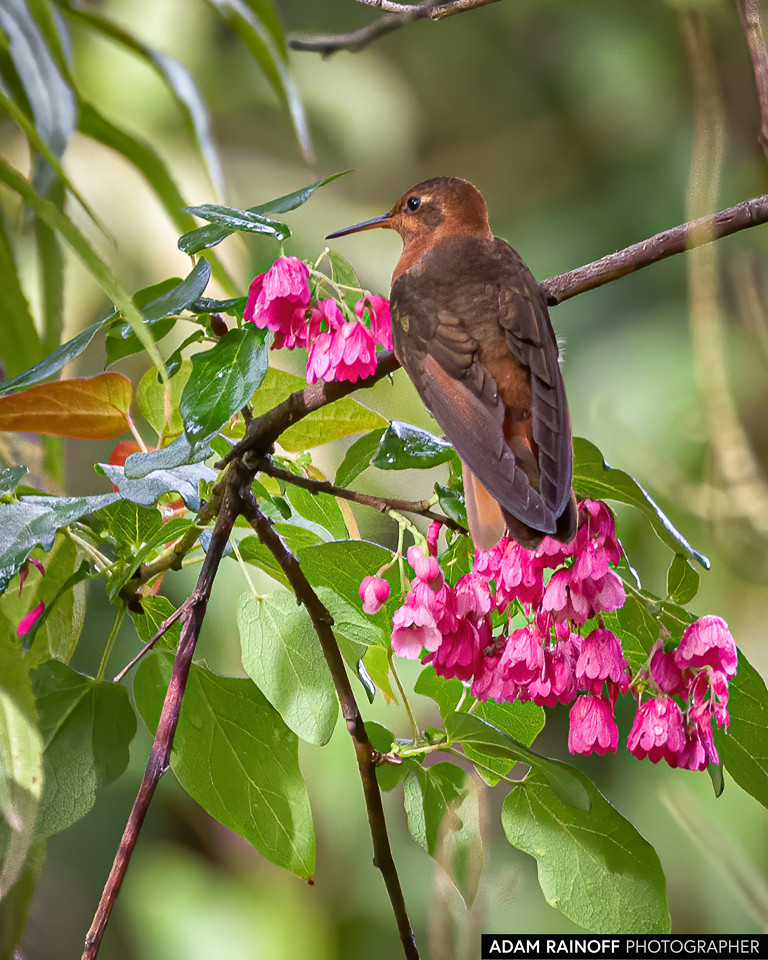 Shining Sunbeam, photographed at Murillo, Tolima, Colombia