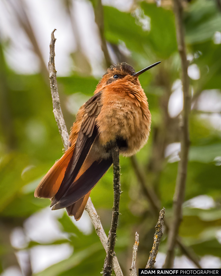 Shining Sunbeam, photographed at Murillo, Tolima, Colombia