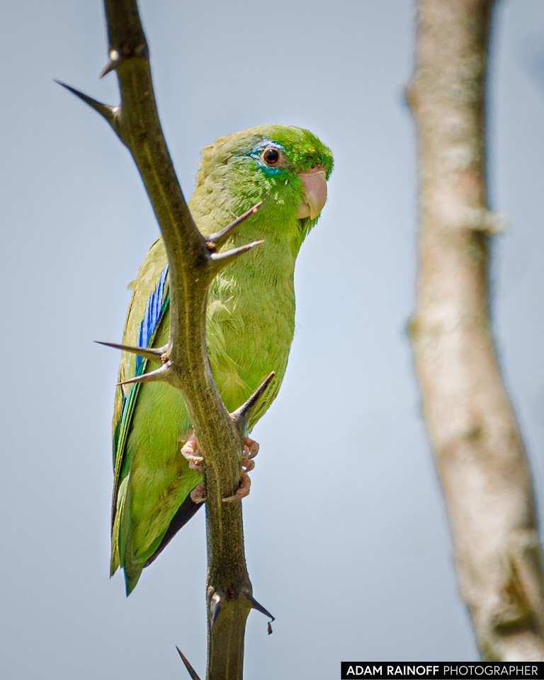 Spectacled Parrotlet, photographed at Hacienda El Escobal, Ibagué, Tolima, Colombia
