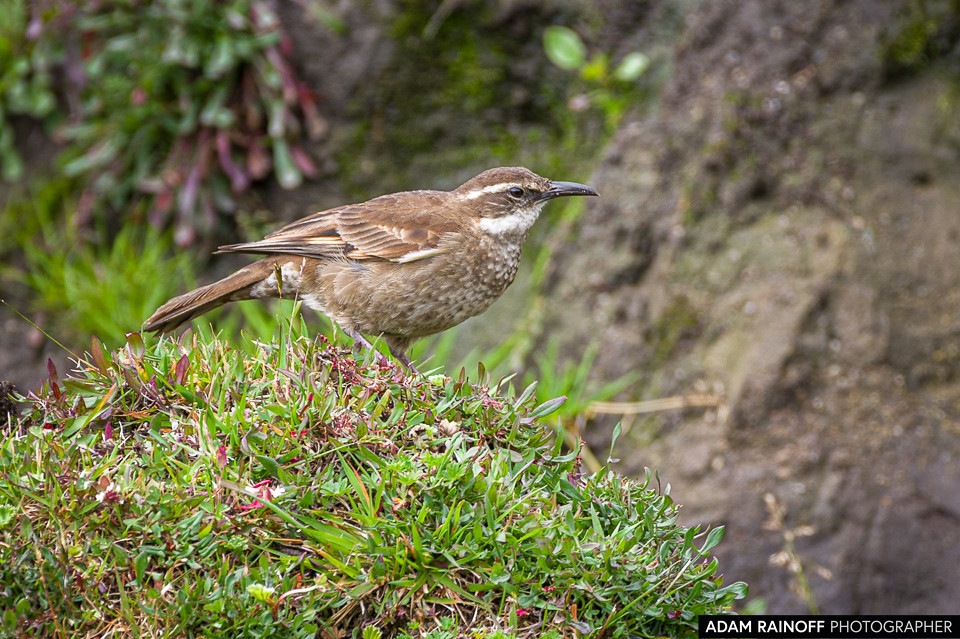 Stout-billed Cinclodes, photographed at Murillo, Tolima, Colombia