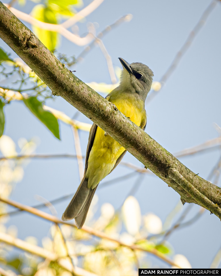 Tropical Kingbird, photographed at Líbano, Tolima, Colombia